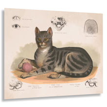 Cargar imagen en el visor de la galería, Digitally Restored and Enhanced 1872 Cat Print - Felis Domesticus - Victorian Scientific Illustration Natural History - Archival Print