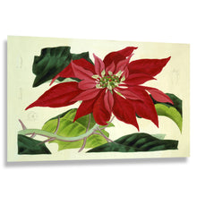 Load image into Gallery viewer, 1838 Botanical Print - Poinsettia Pulcherrima - Victorian Scientific Horticultural Illustration - Archival Print