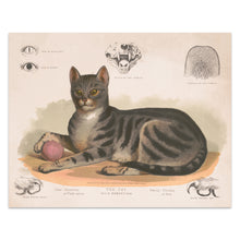 Cargar imagen en el visor de la galería, Digitally Restored and Enhanced 1872 Cat Print - Felis Domesticus - Victorian Scientific Illustration Natural History - Archival Print