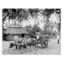 Load image into Gallery viewer, Digitally Restored and Enhanced 1903 Puerto Rican Country Scene Photo Print - Puerto Rico Vintage Poster - Old Country Scene of Puerto Rico Wall Art