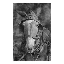 Load image into Gallery viewer, Digitally Restored and Enhanced 1936 Hale County Alabama Mule Print - Walker Evans FSA Depression Era Documentary Art - Tenant Farming - Archival Print
