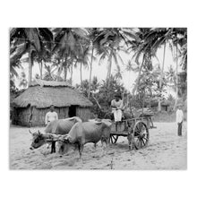 Load image into Gallery viewer, Digitally Restored and Enhanced 1903 Puerto Rican Country Scene Photo Print - Puerto Rico Vintage Poster - Old Country Scene of Puerto Rico Wall Art