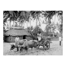 Load image into Gallery viewer, Digitally Restored and Enhanced 1903 Puerto Rican Country Scene Photo Print - Puerto Rico Vintage Poster - Old Country Scene of Puerto Rico Wall Art