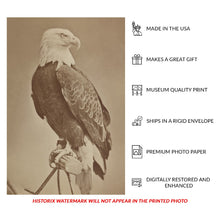 Cargar imagen en el visor de la galería, Digitally Restored and Enhanced 1876 Old Abe War Eagle Wisconsin Print - Civil War Mascot 8th Infantry Regiment - Centennial Exposition - Archival Print
