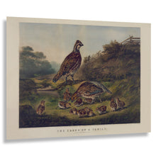 Cargar imagen en el visor de la galería, Digitally Restored and Enhanced 1856 Quail Family Bird Art Print - Bobwhite Covey with Chicks - Victorian Woodland Nature Scene - Museum-Quality Print