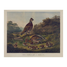 Cargar imagen en el visor de la galería, Digitally Restored and Enhanced 1856 Quail Family Bird Art Print - Bobwhite Covey with Chicks - Victorian Woodland Nature Scene - Museum-Quality Print