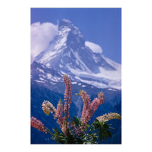 Load image into Gallery viewer, Digitally Restored and Enhanced 1967 Swiss Alps Wildflowers Print - Zermatt Alpine Meadow Botanical Photography - Mountain Summer - Archival Print