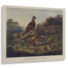 Cargar imagen en el visor de la galería, Digitally Restored and Enhanced 1856 Quail Family Bird Art Print - Bobwhite Covey with Chicks - Victorian Woodland Nature Scene - Museum-Quality Print