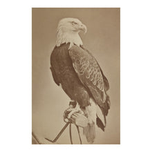 Cargar imagen en el visor de la galería, Digitally Restored and Enhanced 1876 Old Abe War Eagle Wisconsin Print - Civil War Mascot 8th Infantry Regiment - Centennial Exposition - Archival Print