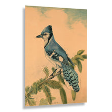 Cargar imagen en el visor de la galería, Digitally Restored and Enhanced 1880 The Blue Jay Print - Victorian Bird Art Natural History Ornithology Songbird - Gilded Age - Archival Print