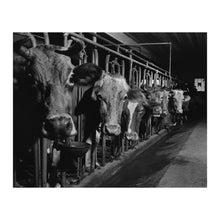 Load image into Gallery viewer, Digitally Restored and Enhanced 1940 Connecticut Cows on the Farm Print - Cheshire New England Dairy FSA Photography - Pastoral - Archival Print