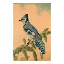 Cargar imagen en el visor de la galería, Digitally Restored and Enhanced 1880 The Blue Jay Print - Victorian Bird Art Natural History Ornithology Songbird - Gilded Age - Archival Print
