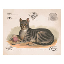 Cargar imagen en el visor de la galería, Digitally Restored and Enhanced 1872 Cat Print - Felis Domesticus - Victorian Scientific Illustration Natural History - Archival Print