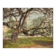 Load image into Gallery viewer, Digitally Restored and Enhanced 1900 Magnolia Cemetery Print - Charleston Live Oak Spanish Moss - South Carolina Southern Heritage - Archival Print