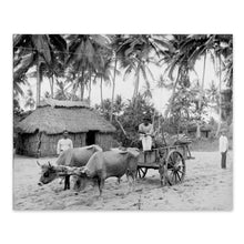 Load image into Gallery viewer, Digitally Restored and Enhanced 1903 Puerto Rican Country Scene Photo Print - Puerto Rico Vintage Poster - Old Country Scene of Puerto Rico Wall Art