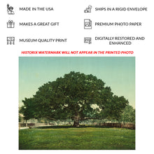 Load image into Gallery viewer, Digitally Restored and Enhanced 1901 Mammoth Oak Pass Christian Print - Mississippi Gulf Coast Live Oak Tree - Gilded Age Wonder - Archival Print