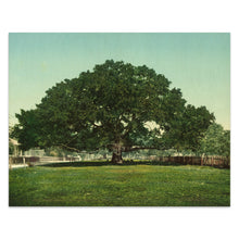 Load image into Gallery viewer, Digitally Restored and Enhanced 1901 Mammoth Oak Pass Christian Print - Mississippi Gulf Coast Live Oak Tree - Gilded Age Wonder - Archival Print