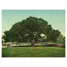 Load image into Gallery viewer, Digitally Restored and Enhanced 1901 Mammoth Oak Pass Christian Print - Mississippi Gulf Coast Live Oak Tree - Gilded Age Wonder - Archival Print