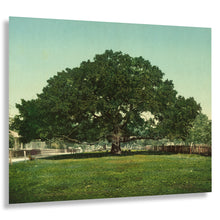 Load image into Gallery viewer, Digitally Restored and Enhanced 1901 Mammoth Oak Pass Christian Print - Mississippi Gulf Coast Live Oak Tree - Gilded Age Wonder - Archival Print