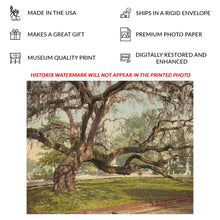 Load image into Gallery viewer, Digitally Restored and Enhanced 1900 Magnolia Cemetery Print - Charleston Live Oak Spanish Moss - South Carolina Southern Heritage - Archival Print
