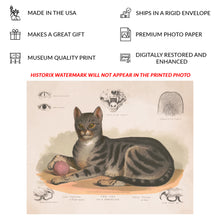 Cargar imagen en el visor de la galería, Digitally Restored and Enhanced 1872 Cat Print - Felis Domesticus - Victorian Scientific Illustration Natural History - Archival Print
