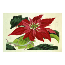 Load image into Gallery viewer, 1838 Botanical Print - Poinsettia Pulcherrima - Victorian Scientific Horticultural Illustration - Archival Print
