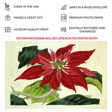 Load image into Gallery viewer, 1838 Botanical Print - Poinsettia Pulcherrima - Victorian Scientific Horticultural Illustration - Archival Print
