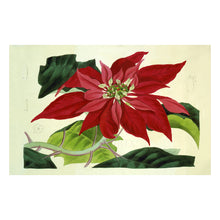 Load image into Gallery viewer, 1838 Botanical Print - Poinsettia Pulcherrima - Victorian Scientific Horticultural Illustration - Archival Print
