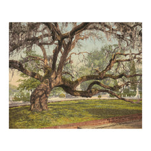 Load image into Gallery viewer, Digitally Restored and Enhanced 1900 Magnolia Cemetery Print - Charleston Live Oak Spanish Moss - South Carolina Southern Heritage - Archival Print

