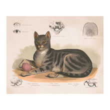 Cargar imagen en el visor de la galería, Digitally Restored and Enhanced 1872 Cat Print - Felis Domesticus - Victorian Scientific Illustration Natural History - Archival Print
