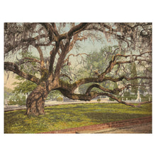 Load image into Gallery viewer, Digitally Restored and Enhanced 1900 Magnolia Cemetery Print - Charleston Live Oak Spanish Moss - South Carolina Southern Heritage - Archival Print
