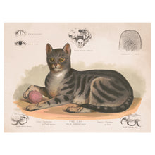 Cargar imagen en el visor de la galería, Digitally Restored and Enhanced 1872 Cat Print - Felis Domesticus - Victorian Scientific Illustration Natural History - Archival Print
