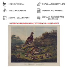 Cargar imagen en el visor de la galería, Digitally Restored and Enhanced 1856 Quail Family Bird Art Print - Bobwhite Covey with Chicks - Victorian Woodland Nature Scene - Museum-Quality Print

