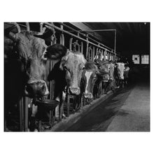 Load image into Gallery viewer, Digitally Restored and Enhanced 1940 Connecticut Cows on the Farm Print - Cheshire New England Dairy FSA Photography - Pastoral - Archival Print
