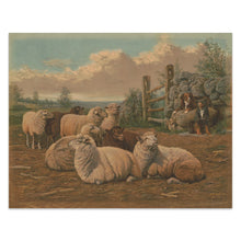 Cargar imagen en el visor de la galería, Digitally Restored and Enhanced 1902 Sheepdogs and Sheep Pastoral Art Print - Victorian Farm Animal Scene - Country Farmhouse Decor - Museum-Quality Print
