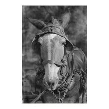 Load image into Gallery viewer, Digitally Restored and Enhanced 1936 Hale County Alabama Mule Print - Walker Evans FSA Depression Era Documentary Art - Tenant Farming - Archival Print
