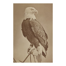 Cargar imagen en el visor de la galería, Digitally Restored and Enhanced 1876 Old Abe War Eagle Wisconsin Print - Civil War Mascot 8th Infantry Regiment - Centennial Exposition - Archival Print

