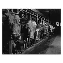 Load image into Gallery viewer, Digitally Restored and Enhanced 1940 Connecticut Cows on the Farm Print - Cheshire New England Dairy FSA Photography - Pastoral - Archival Print
