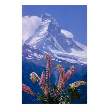 Load image into Gallery viewer, Digitally Restored and Enhanced 1967 Swiss Alps Wildflowers Print - Zermatt Alpine Meadow Botanical Photography - Mountain Summer - Archival Print
