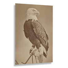 Cargar imagen en el visor de la galería, Digitally Restored and Enhanced 1876 Old Abe War Eagle Wisconsin Print - Civil War Mascot 8th Infantry Regiment - Centennial Exposition - Archival Print
