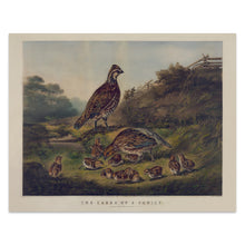 Cargar imagen en el visor de la galería, Digitally Restored and Enhanced 1856 Quail Family Bird Art Print - Bobwhite Covey with Chicks - Victorian Woodland Nature Scene - Museum-Quality Print
