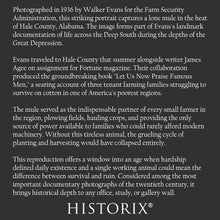Load image into Gallery viewer, Digitally Restored and Enhanced 1936 Hale County Alabama Mule Print - Walker Evans FSA Depression Era Documentary Art - Tenant Farming - Archival Print
