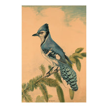 Load image into Gallery viewer, Digitally Restored and Enhanced 1880 The Blue Jay Print - Victorian Bird Art Natural History Ornithology Songbird - Gilded Age - Archival Print
