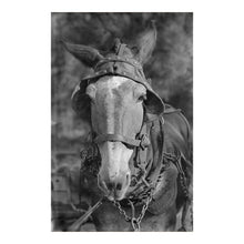 Load image into Gallery viewer, Digitally Restored and Enhanced 1936 Hale County Alabama Mule Print - Walker Evans FSA Depression Era Documentary Art - Tenant Farming - Archival Print
