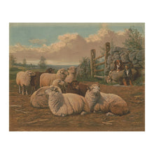 Cargar imagen en el visor de la galería, Digitally Restored and Enhanced 1902 Sheepdogs and Sheep Pastoral Art Print - Victorian Farm Animal Scene - Country Farmhouse Decor - Museum-Quality Print
