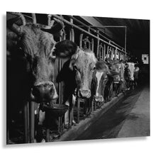 Load image into Gallery viewer, Digitally Restored and Enhanced 1940 Connecticut Cows on the Farm Print - Cheshire New England Dairy FSA Photography - Pastoral - Archival Print
