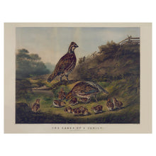 Cargar imagen en el visor de la galería, Digitally Restored and Enhanced 1856 Quail Family Bird Art Print - Bobwhite Covey with Chicks - Victorian Woodland Nature Scene - Museum-Quality Print

