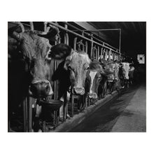 Load image into Gallery viewer, Digitally Restored and Enhanced 1940 Connecticut Cows on the Farm Print - Cheshire New England Dairy FSA Photography - Pastoral - Archival Print
