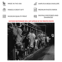 Load image into Gallery viewer, Digitally Restored and Enhanced 1940 Connecticut Cows on the Farm Print - Cheshire New England Dairy FSA Photography - Pastoral - Archival Print
