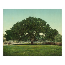 Cargar imagen en el visor de la galería, Digitally Restored and Enhanced 1901 Mammoth Oak Pass Christian Print - Mississippi Gulf Coast Live Oak Tree - Gilded Age Wonder - Archival Print
